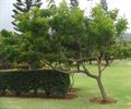 Neem